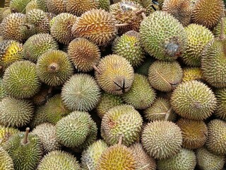 A collection of ripe durians from the garden harvest.