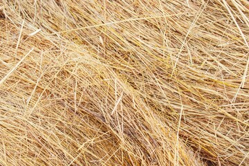 Straw bale texture background. Close-up of a hay bale. Stacks of hay stacked in a field.