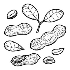 Peanuts raw set. Hand drawn doodle vector. Fresh bean nut. Natural food. Organic ingredient. Grains in shell. Agricultural plant. Farm product. Illustration line art elements collection.