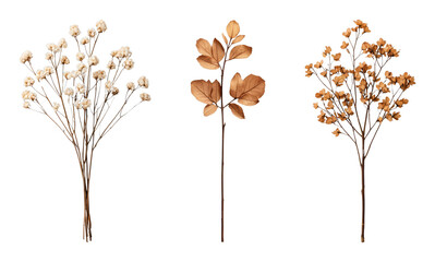 Elegant dried floral arrangements on a dark background
