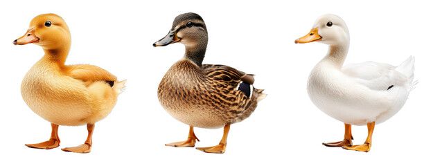 Trio of Colorful Ducks in a Row