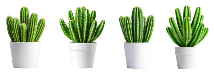Varied Cacti in White Pots Displaying Unique Shapes