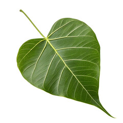 Obraz premium Close up of a vibrant green bodhi leaf with prominent veins on a black background
