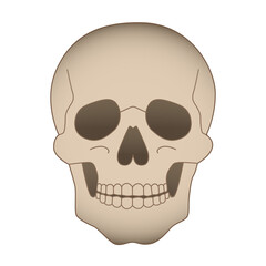 Skull. Witch magic skull. Predictions and magic. Vector hand drawn illustration