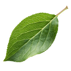 Detailed close up of a vibrant green leaf with intricate vein patterns on a black background