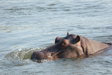 Close-up of a hippo swimming in the Okavango River on the Namibia-Angola border, catching the sunlight on its wet skin.
