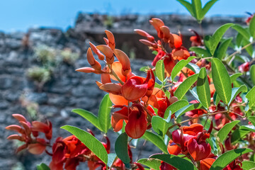 Close-up of blooming Erythrina crista-galli flowers against a stone wall. Vivid red-orange blossoms and green leaves stand out in bright sunlight, showcasing the exotic charm of this tropical plant