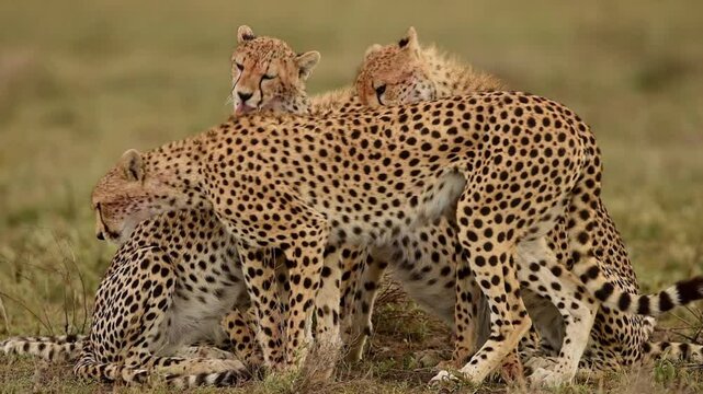 Cheetahs grooming and licking in Tanzania, Close up shot