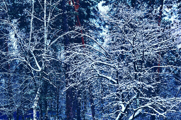 Winter cool quiet fresh.Calm,peace and tranquility,dense tree branches