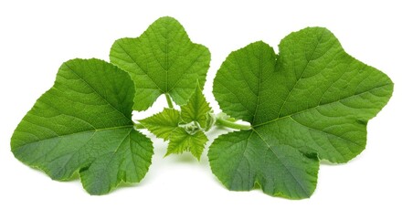 Closeup of young pumpkin leaves
