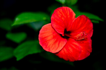 Naklejka premium Pink rose flower close-up with soft background