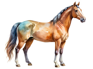 Fototapeta premium Watercolor Painting of a Chestnut Horse on Transparent Background, Watercolor Clipart Illustration With Isolated Background.