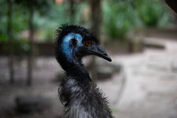 Close up portrait emu bird face outdoor farm eyes beak native australia