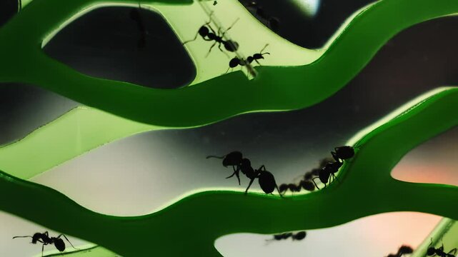 The ant washes itself. Washing insect. Body care concept. Colony of black reapers messor structor ants in a acrylic Formicariums close-up side view. Observation of the animals lifestyle. 4K footage.