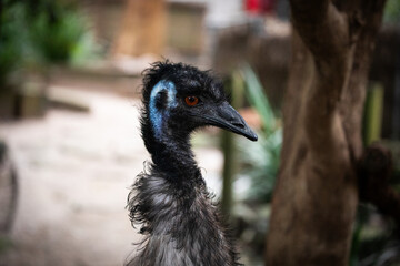 Close up portrait emu bird face outdoor farm eyes beak native australia