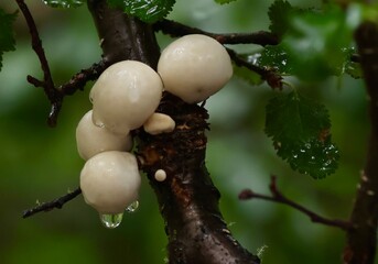Patagonia Fungi