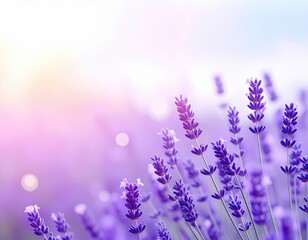 Naklejka premium Lavender fields wrapped in soft light,やわらかな光に包まれるラベンダー畑 