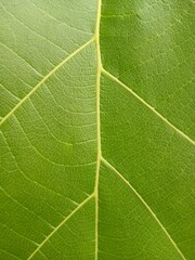 The texture of teak leaves displays natural grooves and fine veins that form a unique and aesthetic pattern.