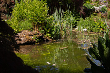 pond in a park in UK