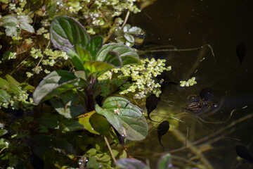 butterfly on the water in UK