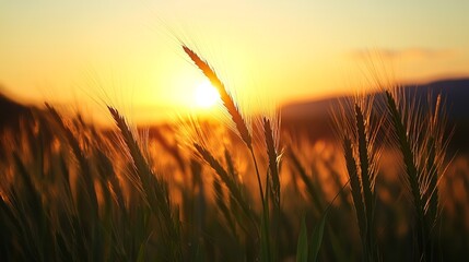 Fototapeta premium Golden hour sunset illuminating a field of wheat, creating a warm, serene landscape