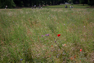 field of poppies Cambridge in UK