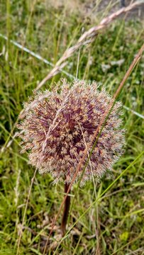 ESQUELBECQ (Nord)