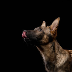 A wolfdog puppy looks up while sticking its tongue out against a black background. The image...