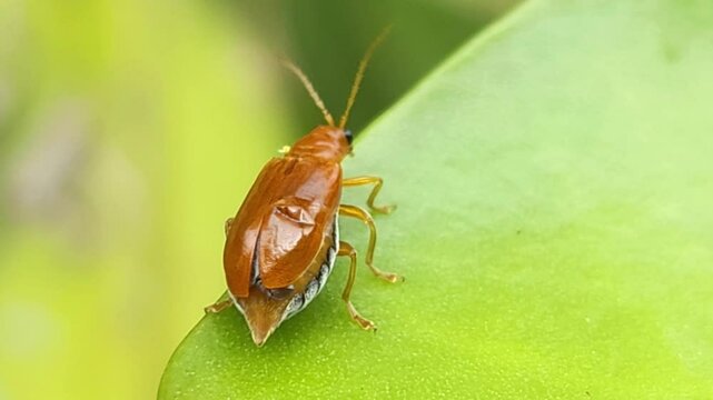 Orange bug rests on a green leaf in a garden, captured in a colorful macro close-up that highlights the beauty and detail of this small insect, representing the rich biodiversity of nature, wildlife.