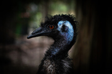 Close up portrait emu bird face outdoor farm eyes beak native australia