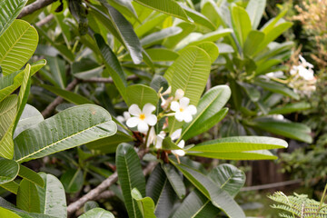 
A cluster of white frangipani (Plumeria) flowers with glossy green leaves, set against a lush...