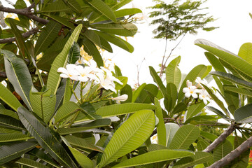 
A cluster of white frangipani (Plumeria) flowers with glossy green leaves, set against a lush tropical background.