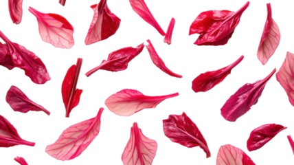 Seamless pattern with red feathers isolated on white background