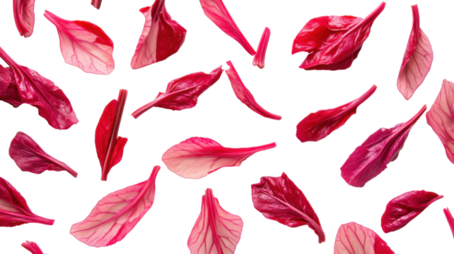 Seamless pattern with red feathers isolated on white background