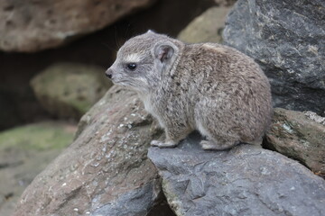 Rock Hyrax