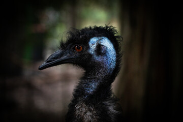 Close up portrait emu bird face outdoor farm eyes beak native australia