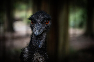 Close up portrait emu bird face outdoor farm eyes beak native australia