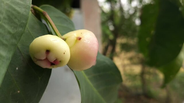 Low angle shot of pink Rose apple, scientifically known as Syzygium jambos, it has many common names Mountain Apple (champoo), Cloud apple, Wax apple, Malay apple, and Pau T&ecirc;e (Penang Hokkien).