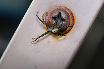 Macrophotography of Yellow Garden Spider perched on a rusty bolt. Closeup shot of an arachnid species Argiope aurantia crawling up a hollow pipe. Science of fauna and species. Text space