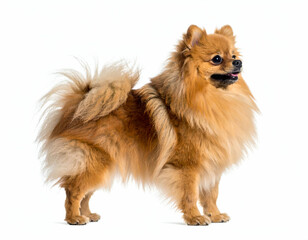 Fluffy Pomeranian A Delightful Wagging Tail on White