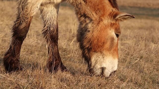 Przewalski's horse close-up grazing in a field