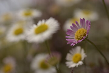 Erigeron et Marguerites