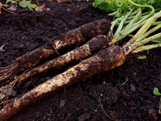 Close up of a few just picked parsnips on the ground.