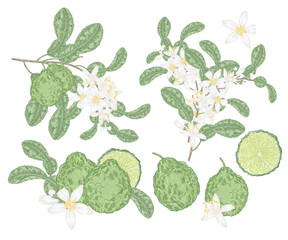 Bergamot plant set. Fruits and flowers of bergamot. Citrus bergamia plant. Vector illustration botanical.