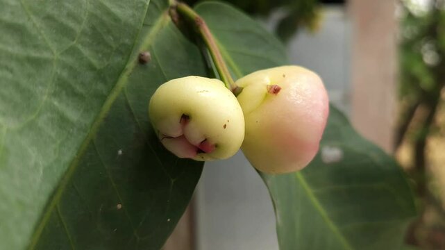 Low angle shot of pink Rose apple, scientifically known as Syzygium jambos. It's also known as Water Apple or Watery Rose Apple. It's referred to as Plum Rose or Pomarrosa.
