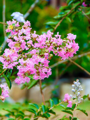 Pink flowers of Crape myrtle for ornamental landscaping 