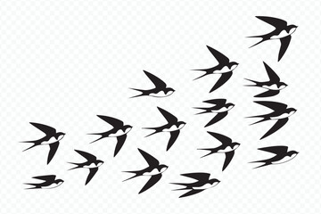 vector illustration of swallows in flight, minimalist black and white bird migration art for nature and wildlife