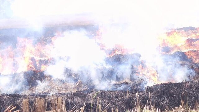 Stubble Burning in India( Parali burning), also known as stubble or straw burning, is the practice of setting fire to crop residue left after harvesting, primarily in agricultural regions of India.