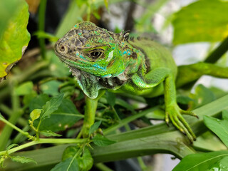 A light green iguana with colorful scales and sharp details poses among natural green foliage, highlighting the beauty of the exotic reptile.
