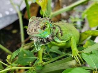 A light green iguana with colorful scales and sharp details poses among natural green foliage, highlighting the beauty of the exotic reptile.